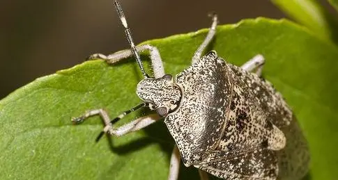 In valle dell'Adige è arrivata la cimice asiatica