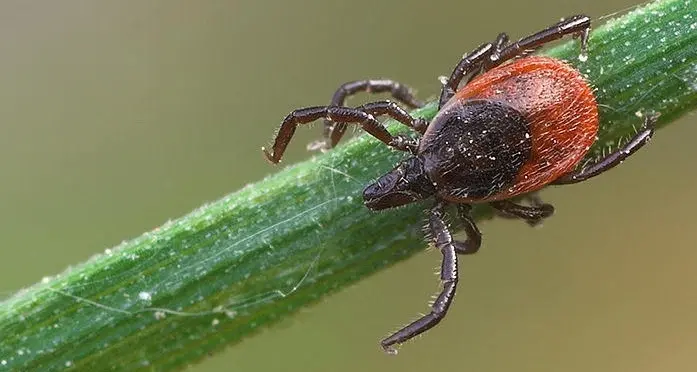 Il dna sull'ultima cena delle zecche