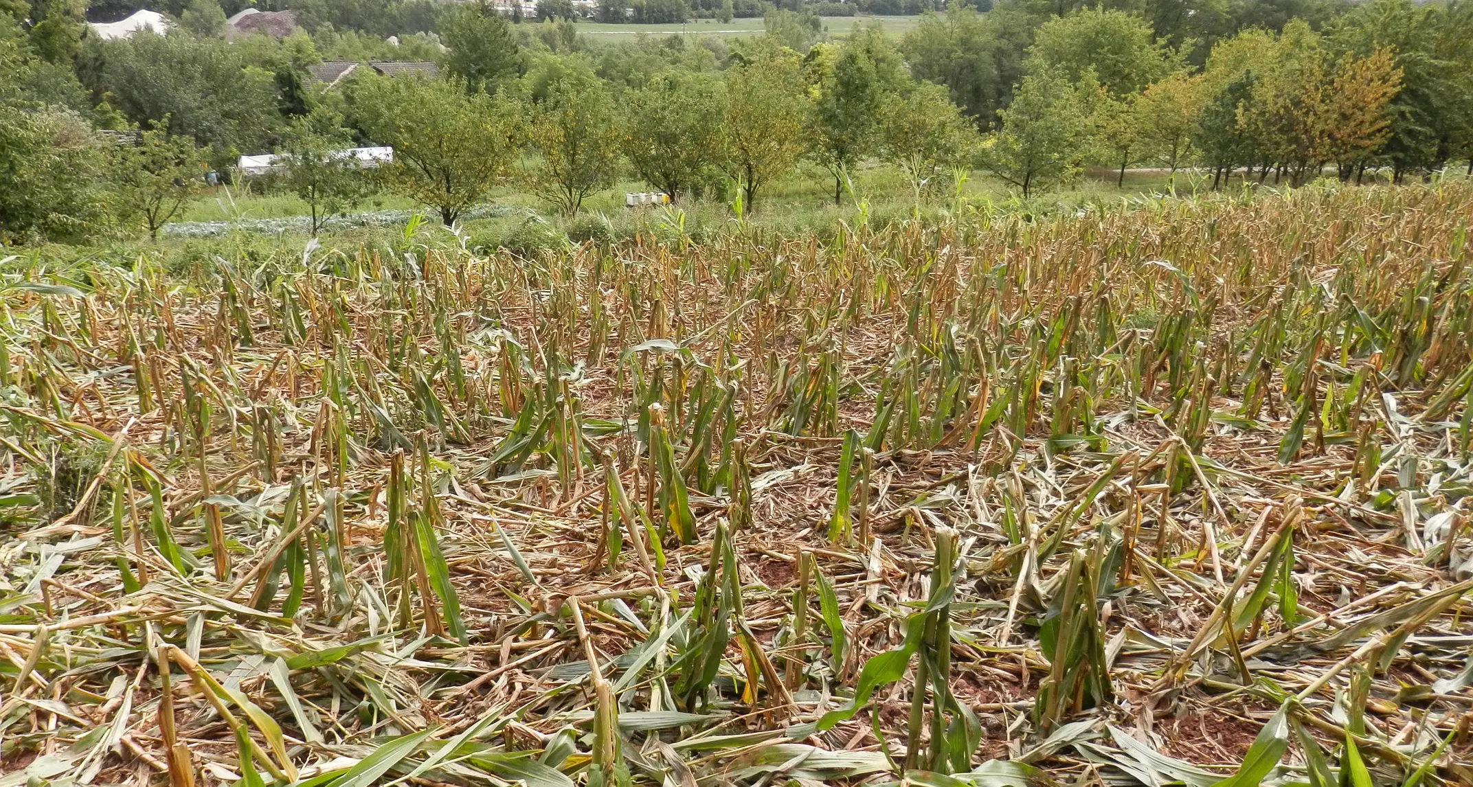 Pergine, i cinghiali devastano un campo di mais