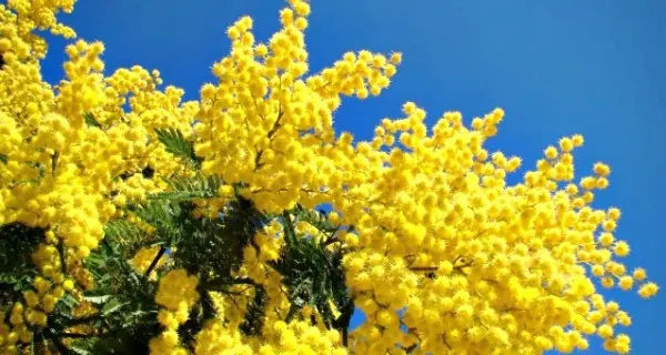 Controlli e sequestro di mimose a Trento