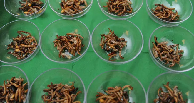 Dalle larve alle alghe ecco l’aperitivo più naturalistico
