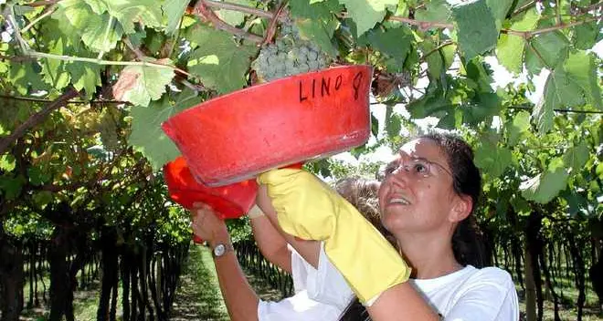 Vendemmia al via: uva poca ma buona