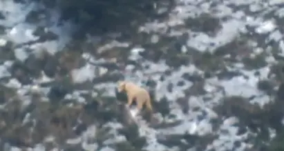 Il caso del cavallo morto, tra fatalità e orso biondo
