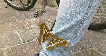 La super-farfalla è di casa in Valsugana