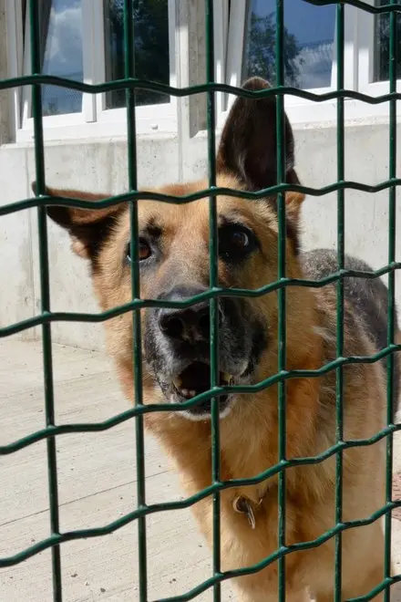 Un test attitudinale per ottenere un cane dal canile
