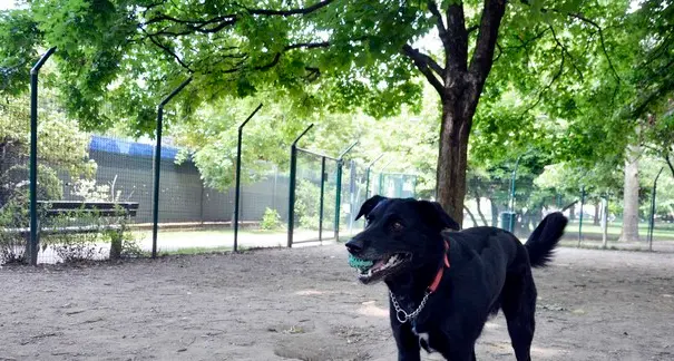 Raccolte ottocento firme per un’area cani a Mori