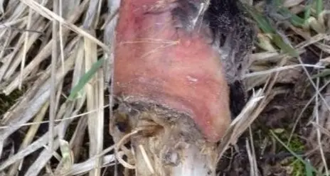 Resti di cane arrostito lungo l’Adige