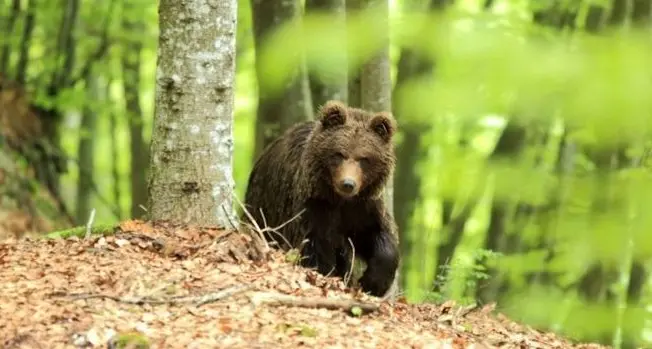 Gita in Marzola con la sorpresa «orso»