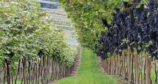 La vendemmia ritarda ma la qualità sarà buona