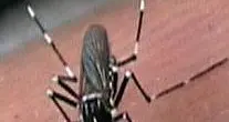 Guerra alle zanzare coi gamberetti