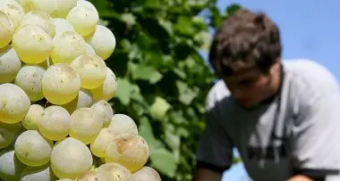 Uve bianche, al via la vendemmia