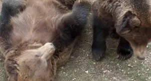 L'orso «salva» il turismo del Trentino