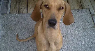 Cane punito con il collare elettrico