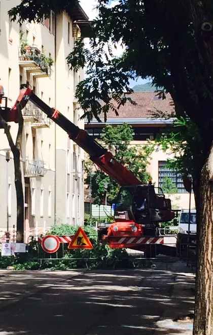 Alberi tagliati, dietrofront del Comune