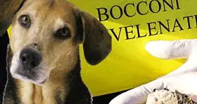 Bocconi di carne per cani avvelenati a Folgaria