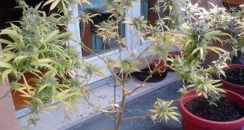 Coltivazione domestica di marijuana: due denunce