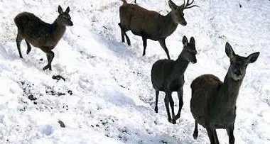 Capriolo in palio, mediazione fallita
