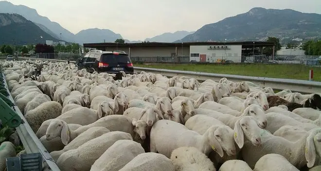 Trento sud, le pecore «invadono» la statale