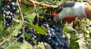 Salorno, viticoltori in fuga dal Trentino