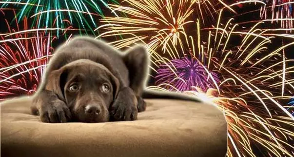 L'altro Capodanno: tanti i cani scappati per i botti