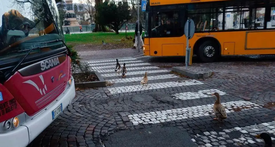 Piazza Dante, le anatre attraversano sulle strisce