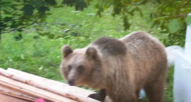 Cresce in valle la paura per le razzie dell’orso