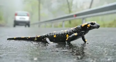 Baldo, salamandre decimate