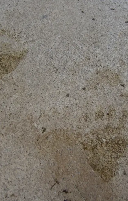 Un orso acrobata scavalca la rete e fa visita a una casa