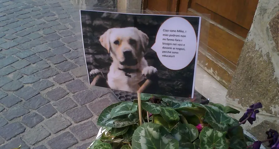 Volano dichiara guerra alle cacche dei cani, multe fino a 50 euro