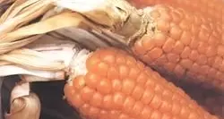 La farina di Storo è in pericolo