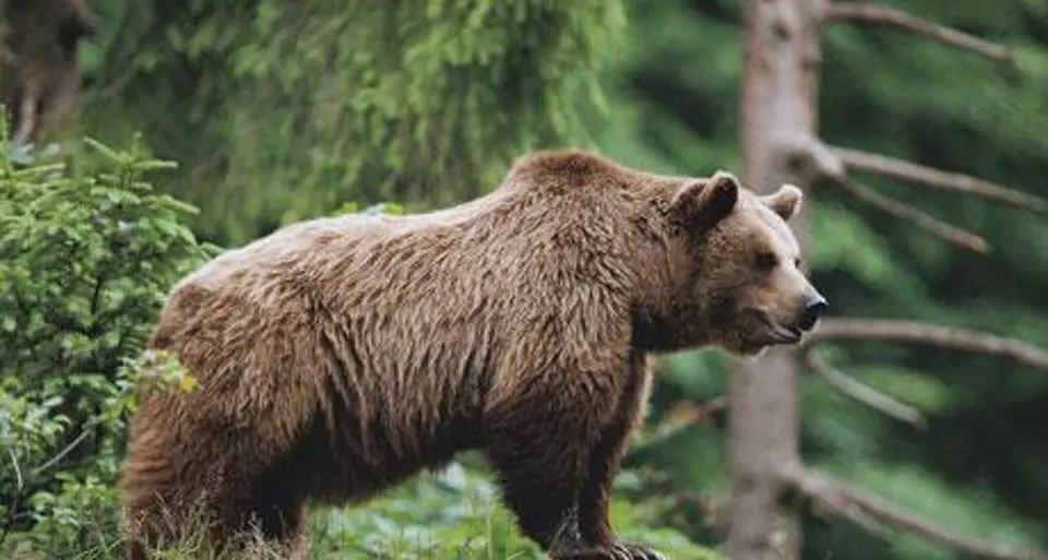 Orsi, animalisti contro il ministro: \"Sentenza già scritta\"