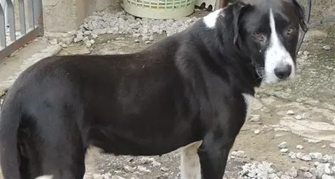 Travolta dal cane, maxi-risarcimento