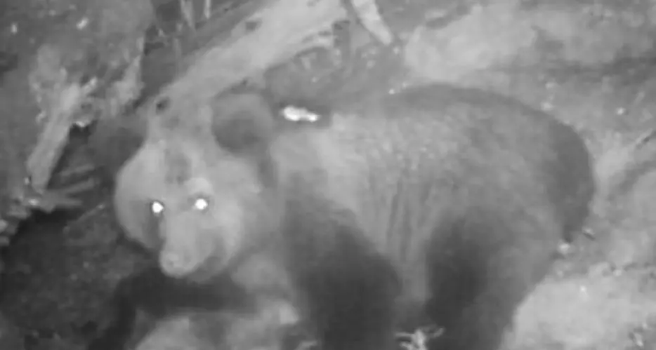 Ecco le prime foto dei cuccioli di Daniza Pinzolo, no al corteo