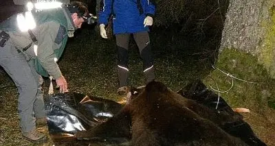 La forestale slovena: orso Dino abbattuto per colpa del collare, \"credevamo avesse la rabbia\"
