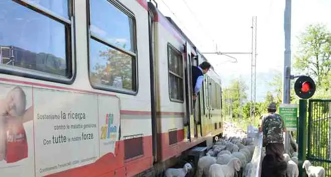 Il gregge invade strada e ferrovia: paura a Roncafort