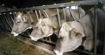 Piovono quattrini sull'agricoltura