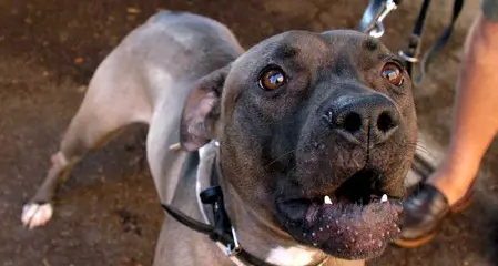 Evade per salvare il cane, assolto