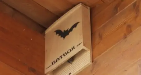 Il Comune prepara le «case» per i pipistrelli