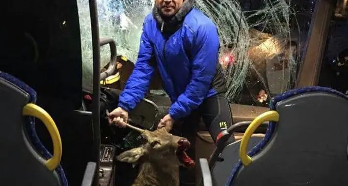 Pejo, corriera investe un cervo: leggermente ferito l'autista