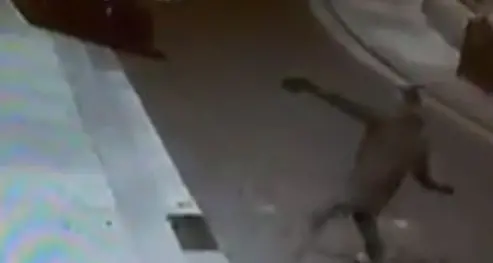 Spaccata con i sanpietrini, condannato