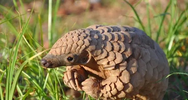 Muse, ricostruito il Dna di sei specie in Congo