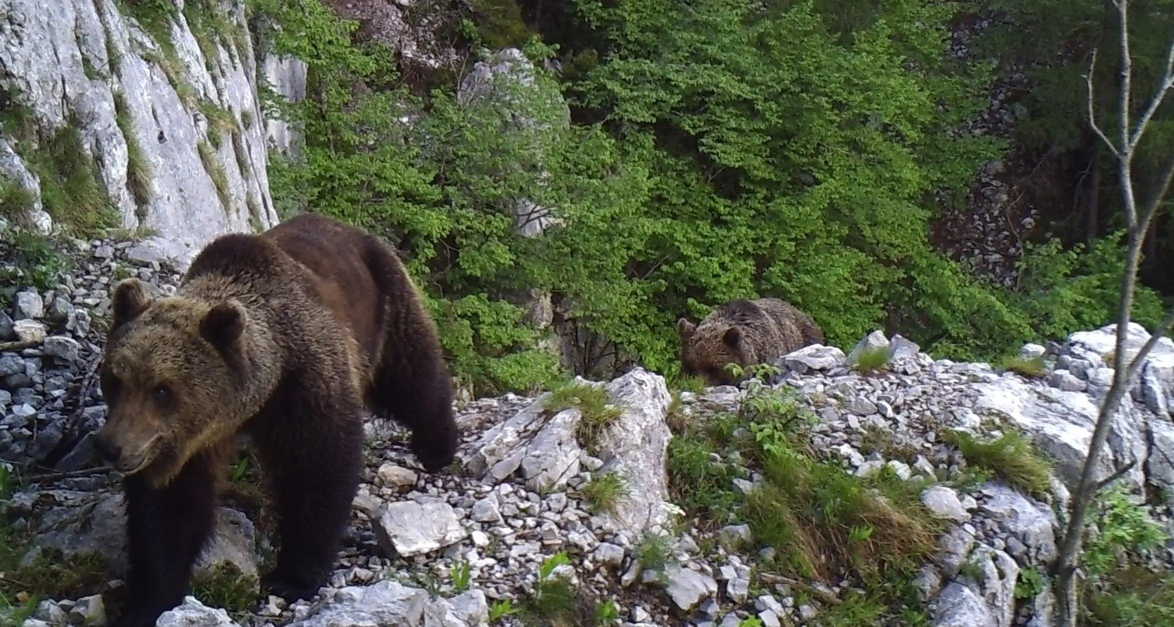L'orso esce dal letargo, ecco come comportarsi in caso di incontro ravvicinato