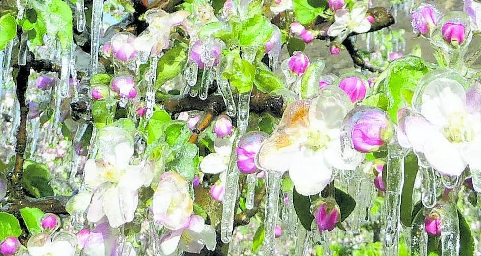 Vigneti e kiwi distrutti. E si teme per le mele