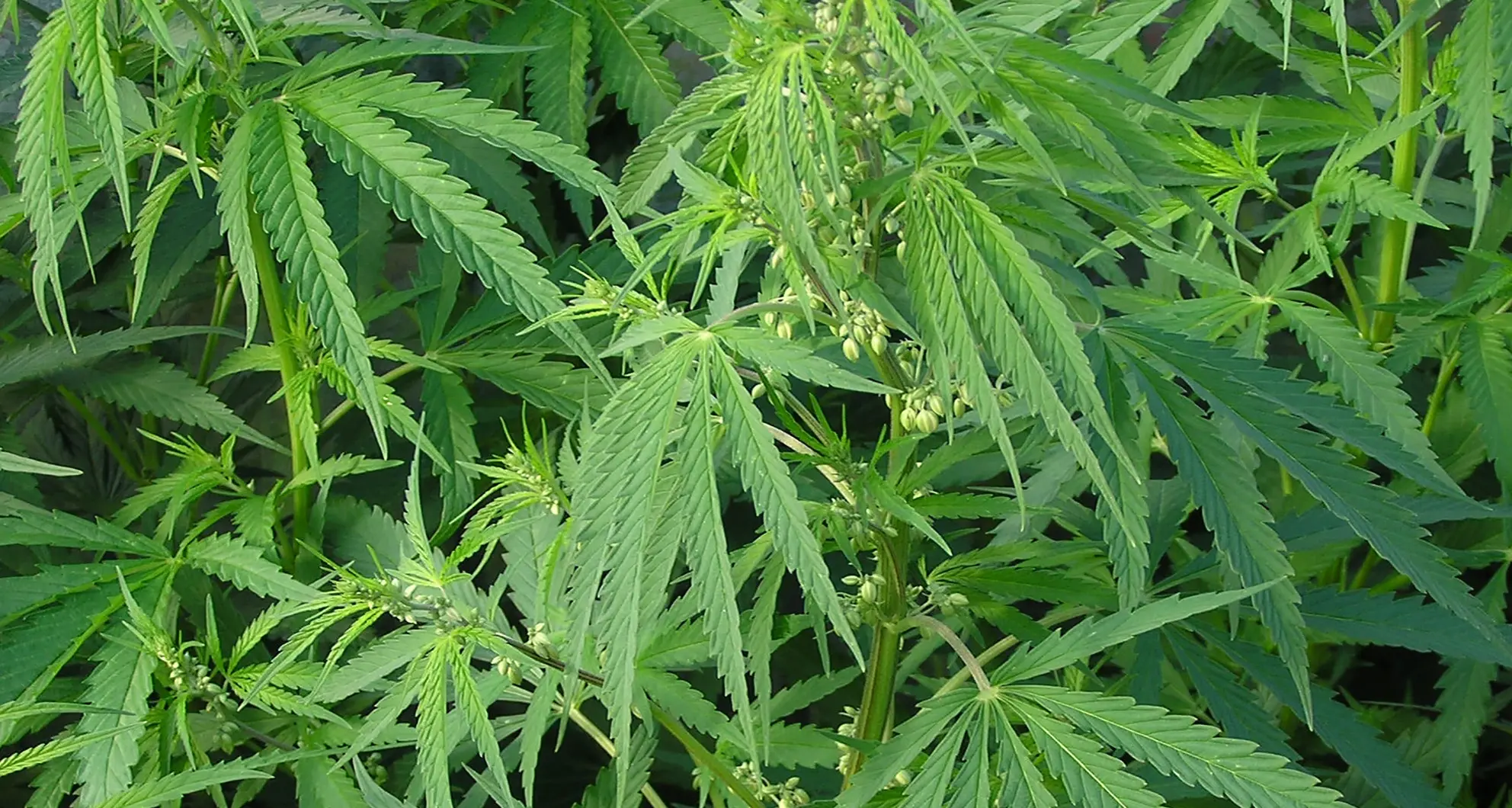 Cannabis: proibire, legalizzare o liberalizzare?