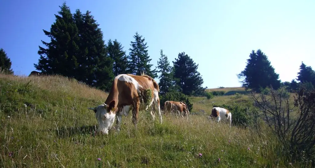 Arriva il primo \"trekking e brunch\" a tutto latte