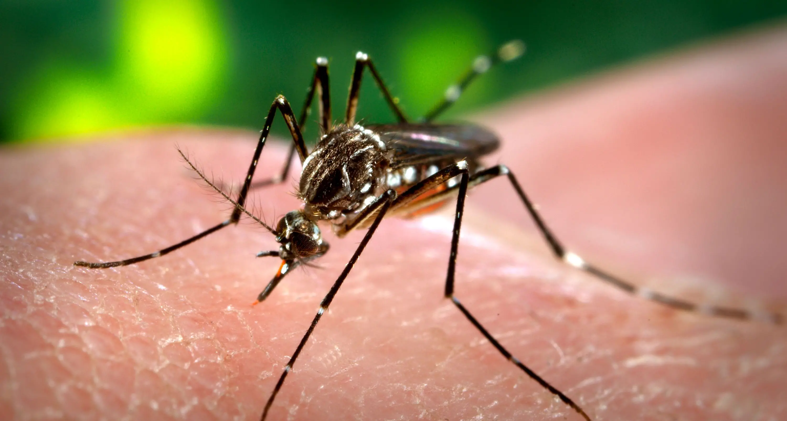 Un caso di \"Dengue\" registrato a Trento, parte la disinfestazione