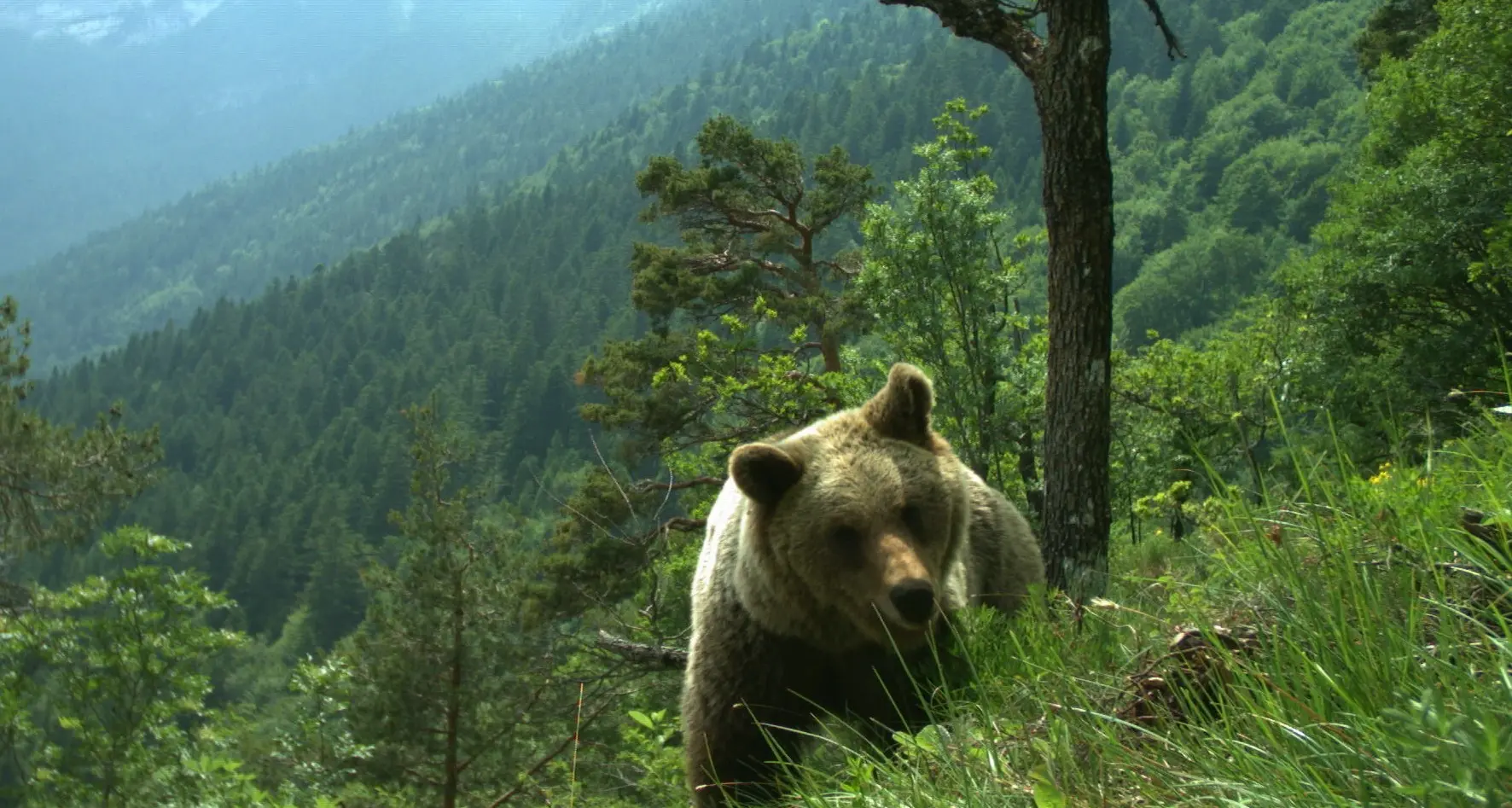Come comportarsi se si trova un orso: pubblicata una nuova guida