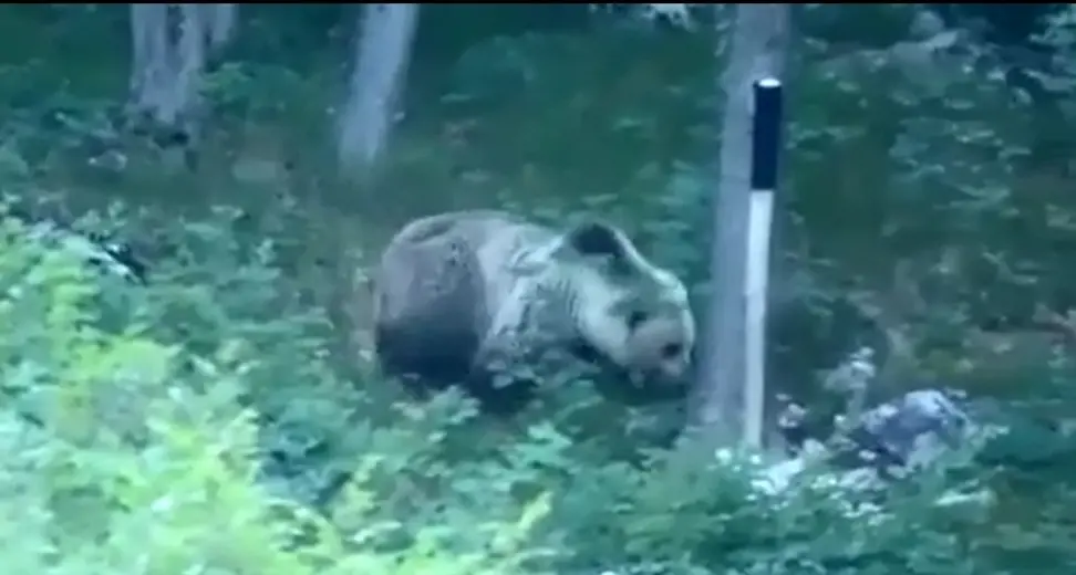 «A caccia di foto dell’orso, un pericolo»