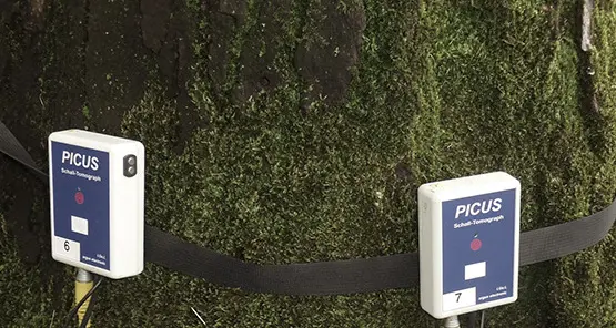 Il radiologo delle piante fa la \"Tac\" agli alberi