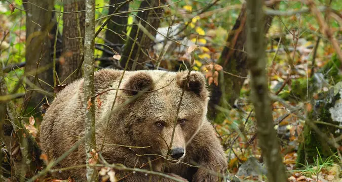 C’è ancora un’orsa nel recinto del Casteller di Trento